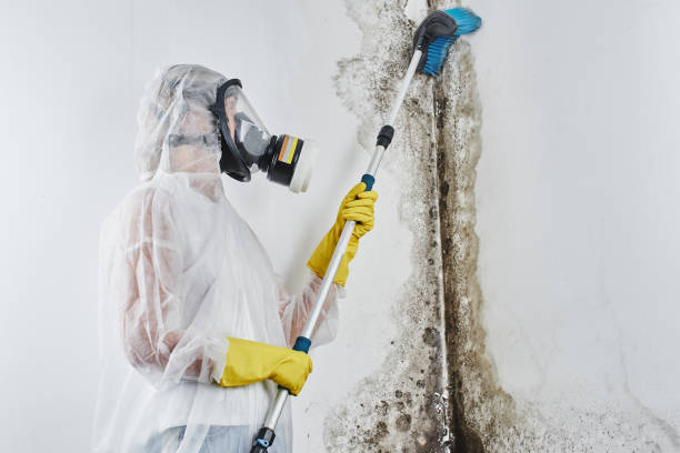 Best Same-Day Mold Removal  in Wurtland, KY