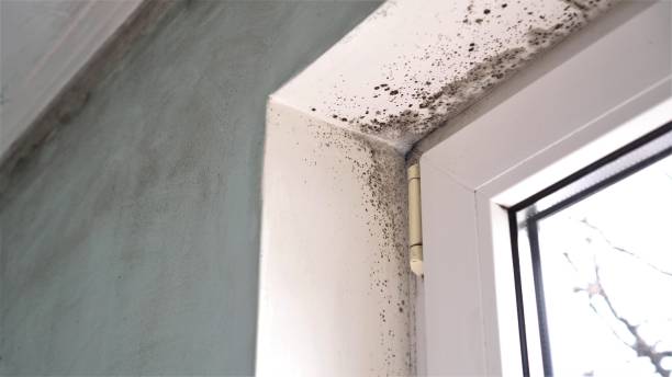 Certified Mold Removal in Wurtland, KY