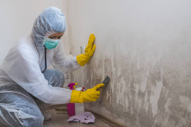 Office Mold Removal Services in Wurtland, KY