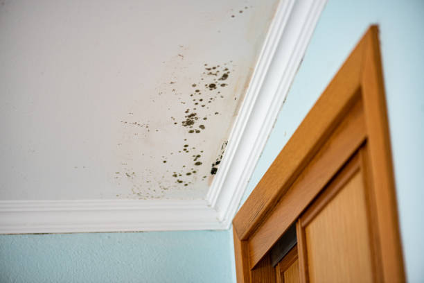 Mold Removal and Inspection in Wurtland, KY