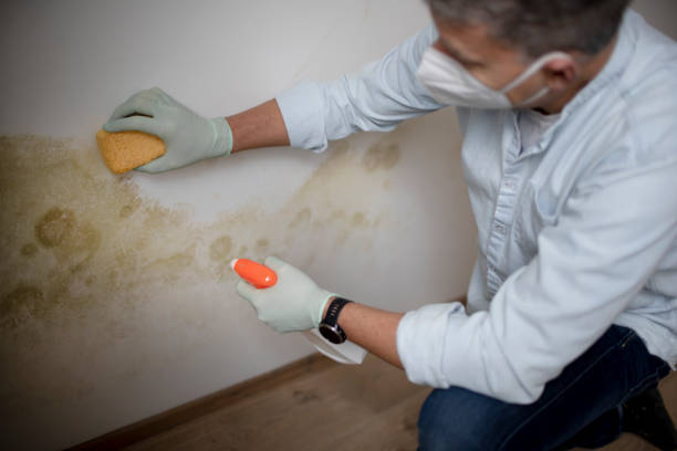 Best Mold Removal Company Near Me  in Wurtland, KY