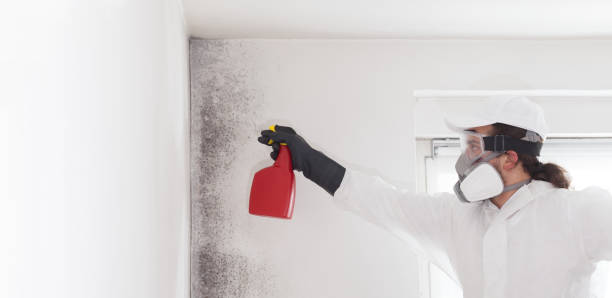 Best Local Mold Removal Service  in Wurtland, KY