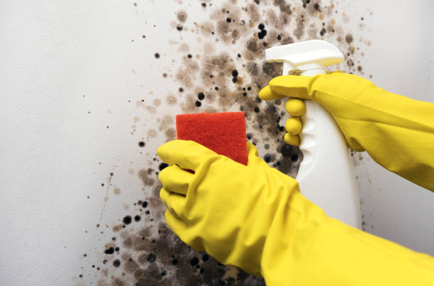 Best Mold Cleaning Services  in Wurtland, KY