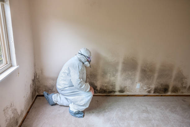 Best Mold Remediation  in Wurtland, KY