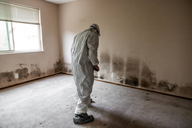 Best Toxic Mold Removal  in Wurtland, KY