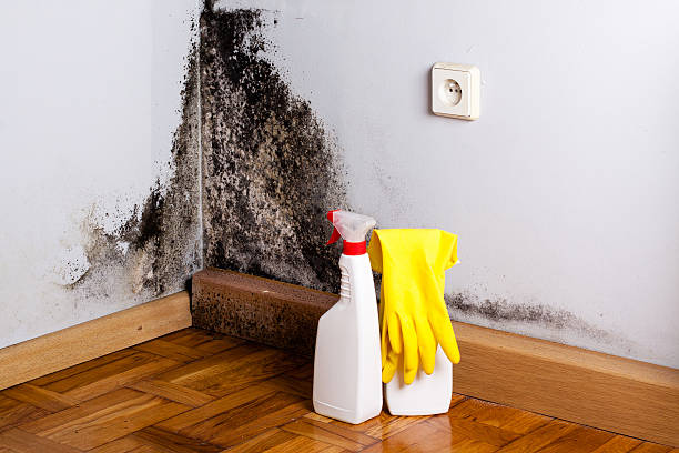 Best Certified Mold Removal  in Wurtland, KY